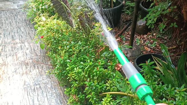 Hand holding green garden hose spraying water on plants and bushes. Fresh watering activity in home garden with sunlight and wet leaves, perfect for nature and gardening concept.