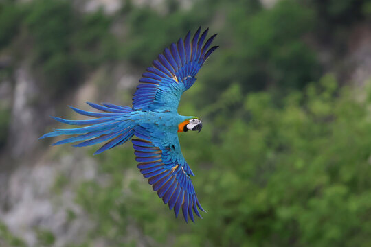Beautiful Blue and Gold Macaw Spread your wings and fly in the forest.