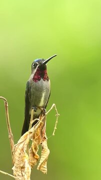 Long billed starthroat hummingbird perched on a dry branch with green background