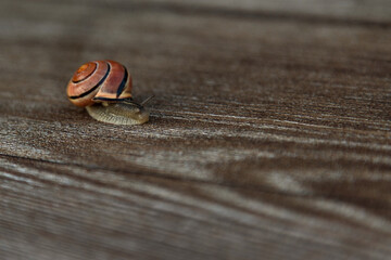Small Garden Snail Crawling on Weathered Wooden Surface © Ирина Санжаровская