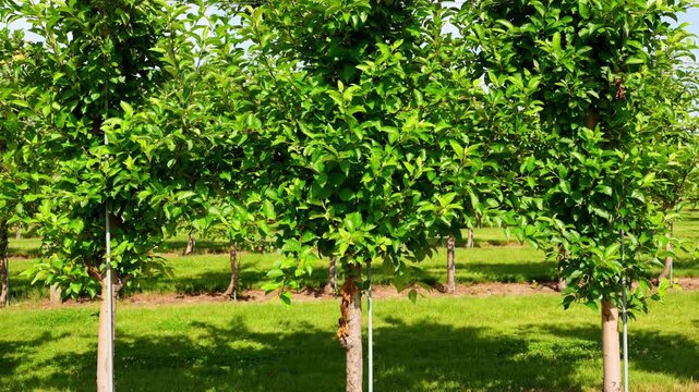 Rows of apple trees growing in a well maintained orchard. Scenic agricultural landscape showcasing a productive apple farm during the growing season.