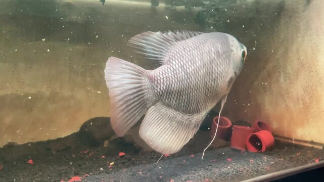 Giant gourami swimming inside a fresh water glass aquarium tank
