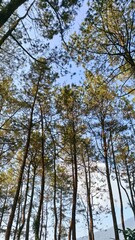 Fototapeta premium Towering pine trees reach for the sky in a serene forest.