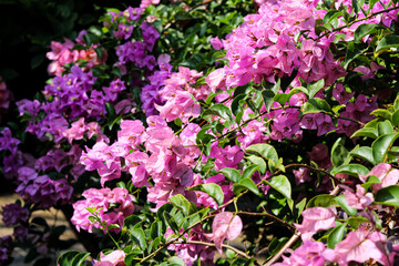Obraz premium Closeup of purple and pink bougainvillea flowers in full bloom across lush green foliage.