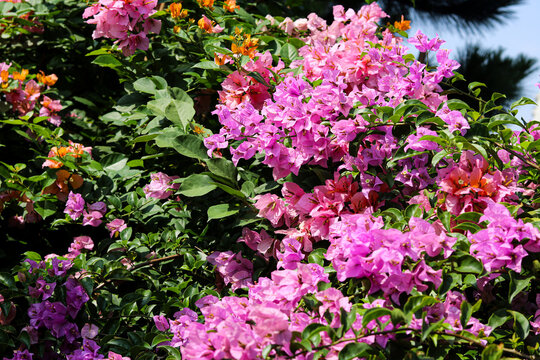 Vibrant colorful bougainvillea flowers in full bloom across lush green foliage