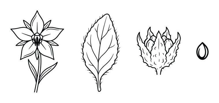 Borage botanical illustration showing flower leaf seed pod and nutlet