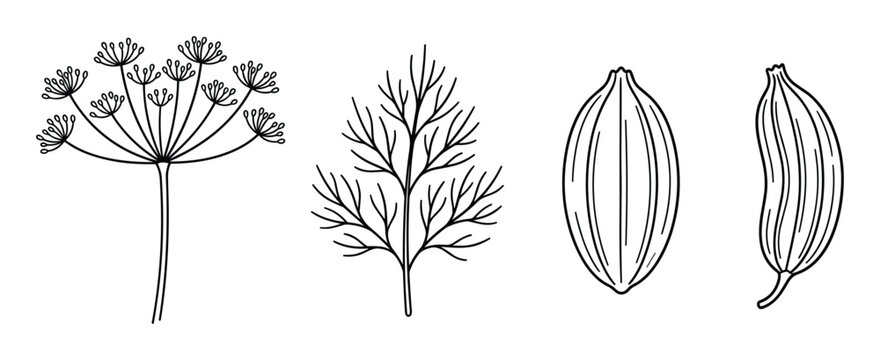 Hand-drawn botanical dill illustration set: flower, leaf, and seeds.