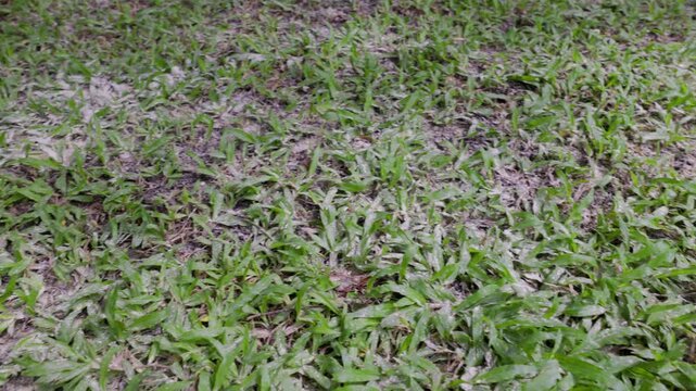 For lawn management, applying dolomite lime to the grass raises the soil pH, fixes acidity, and helps the grass absorb nutrients effectively.
