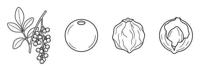 Obraz premium Line art illustrations of botanical berry sprig and various seed types