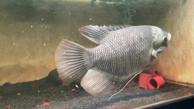 giant gourami fish active movement inside an indoor glass aquarium