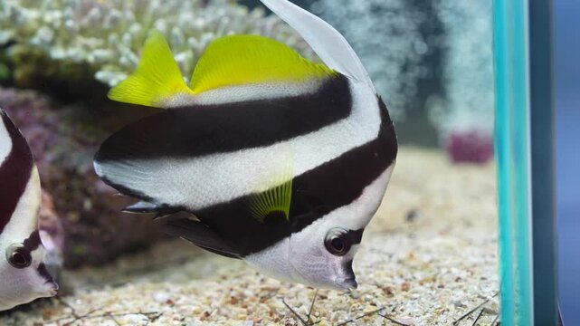Longfin Bannerfish (Pennant coralfish) &mdash; a colorful tropical butterflyfish-like marine species with bold black, white, and yellow vertical stripes and elongated dorsal fin, photographed swimming over 