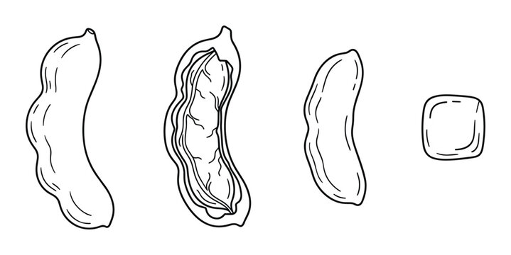 Hand drawn tamarind pod and seed icons in line art style illustration