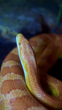 Orange snake in a close-up view in a natural setting