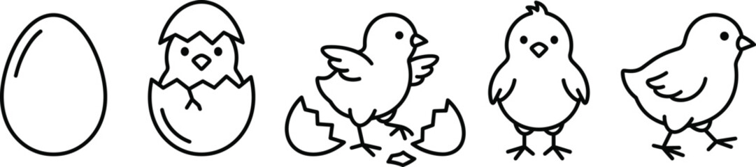 Chicken life cycle icons set egg hatching chick bird newborn animal poultry farming production lifecycle line vector illustration © MD