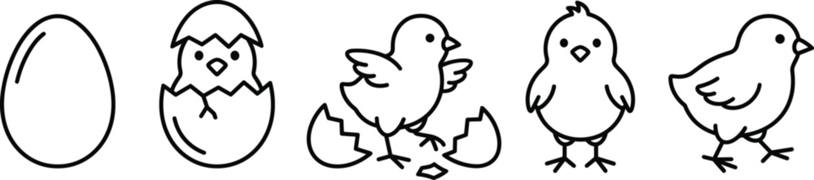Chicken life cycle icons set egg hatching chick bird newborn animal poultry farming production lifecycle line vector illustration