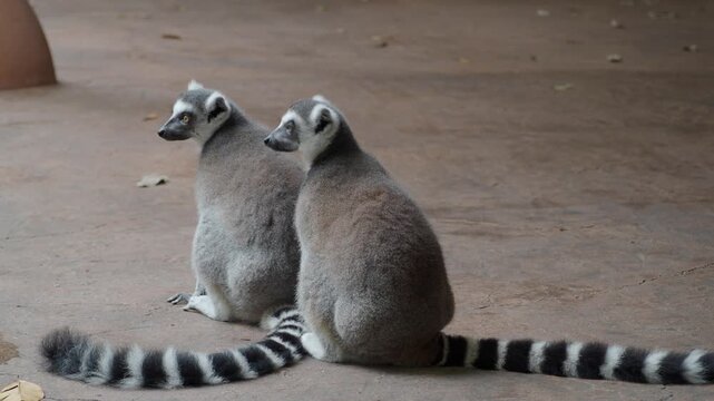 Lemurs sit together and interact at the zoo