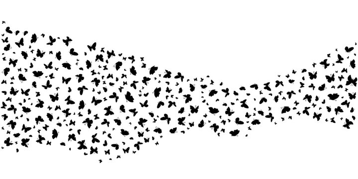 Butterflies flock background template. Black silhouette of flying butterfly on white background.