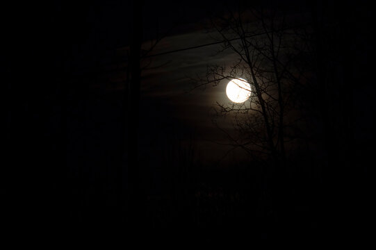 Tree branches in front of full moon