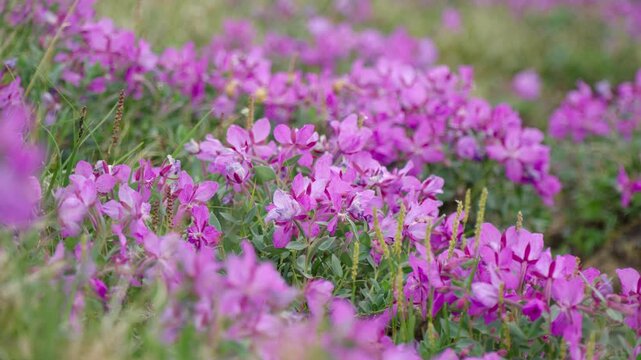 Mid-range ground shot capturing a rich, colorful carpet of blooming subarctic flora (Dwarf Fireweed) covering the rocky ground during the brief northern summer season.