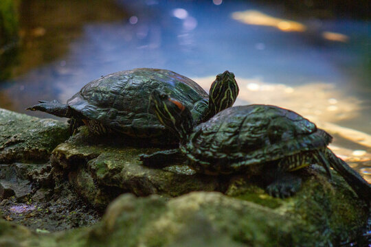 Two red eared slider turtles basking on a rock near water