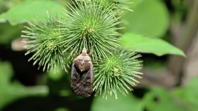 Large Yellow Underwing Moth Hanging Upside Down On Burdock Plant, Noctua Pronuba Insect In Nature, Macro Shot
