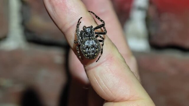 Walnut Orb Weaver Spider Resting On Human Finger, Nuctenea Umbratica Arachnid In Close Contact, Macro Shot