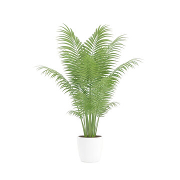 Lush green fern plant in a white pot