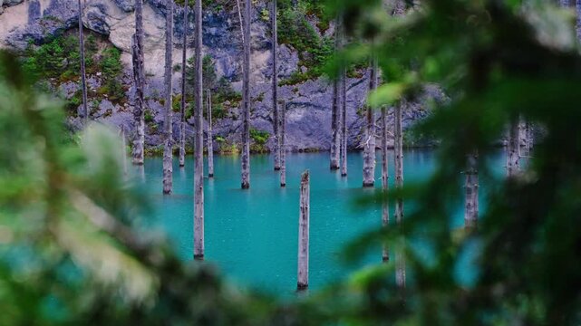 Cinematic pan through the forest of Kaindy Lake