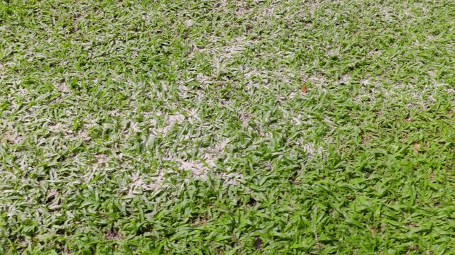 For lawn management, applying dolomite lime to the grass raises the soil pH, fixes acidity, and helps the grass absorb nutrients effectively.