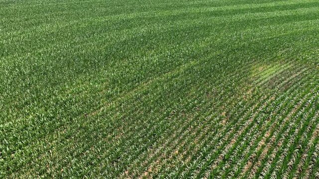 Rows of green corn crops sweep across rolling American farmland near Donegal Creek, patches of browning stalks visible amid dense healthy rows beneath bright sunlight. Aerial drone flyover shot