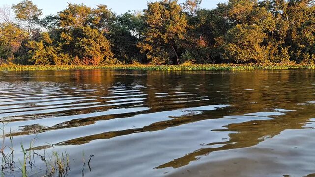 Sunlit River Waves & Lush Forest Shoreline