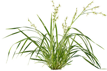 Fototapeta premium Green ornamental grass plant with slender leaves and delicate seed heads isolated on transparent background