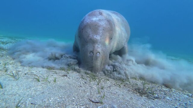 Dugong Grazing on Seagrass While Stirring Sediment