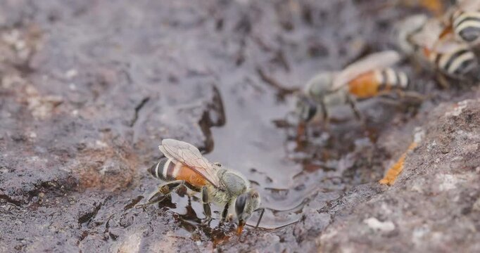 Red Dwarf honey bees landing to drink water; laterite stone detailed summer mud puddle