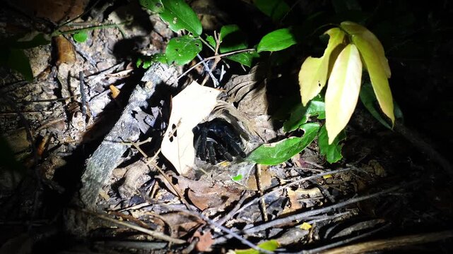 Black tarantula resting inside silk-lined burrow on forest floor at night. Wild spider behavior in tropical jungle environment, macro wildlife documentary, nocturnal animal, no people.