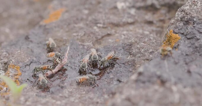 Red Dwarf Honey Bees drinking at puddle; slow motion peak summer laterite rock take-off