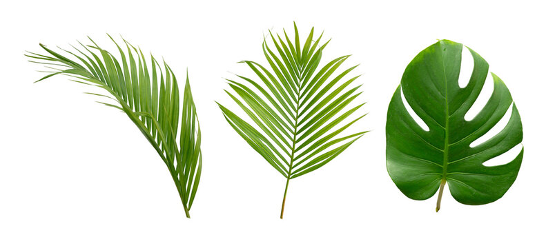 Palm and monstera green leaf tropical plant isolated on white background.