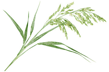Fototapeta premium Green leafy plant sprigs with elongated narrow leaves on a plain background isolated on transparent background