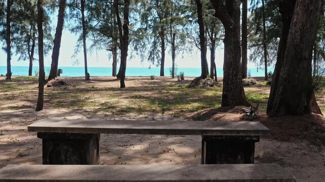 Concrete bench standing in pine grove, Casuarina equisetifolia trees near sandy beach and turquoise ocean, leisure travel background, coastal recreation area, slow motion