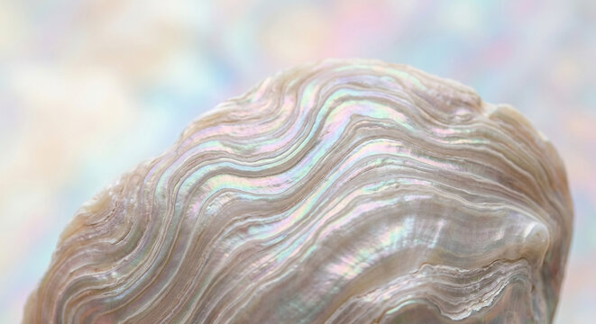 Close up shot of iridescent wavy natural shell texture