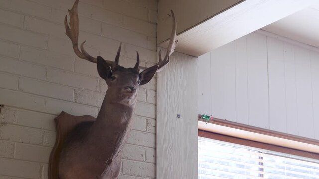 Taxidermy deer head hangs on a light brick wall beside a bright window inside a quiet Australian pub or restaurant.