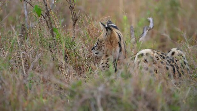 Beautiful African Serval Cat Blending into Tall Grass on the Open Savannah