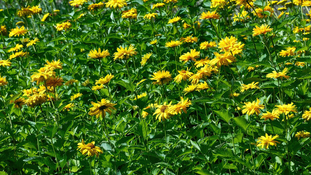 Beautiful blooming yellow false sunflower heliopsis flowers in a summer garden.