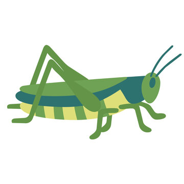 Green grasshopper insect vector illustration. Flat cartoon wildlife locust bug, garden nature biology isolated design element