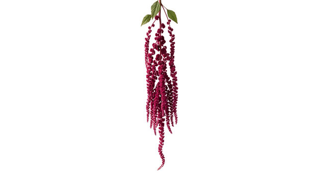 Hanging Amaranthus Flower Tassel Isolated on White Background Transparent PNG Decorative Botanical Element