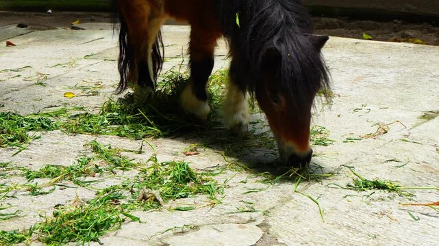 Equus ferus caballus is a small horse known for its strength and toughness. A brown-haired horse eating grass in a stable.