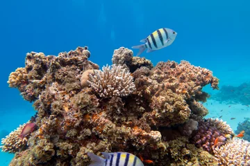 Colorful, picturesque coral reef at the bottom of tropical sea, hard corals and fishes Sergeant major, underwater landscape © mychadre77
