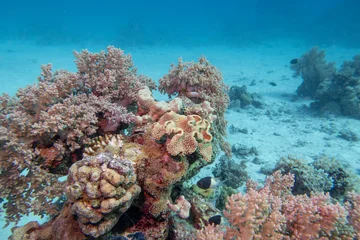 Coral reef with Leather coral, sea sponge and broccoli coral on sandy bottom, underwater landscape © mychadre77