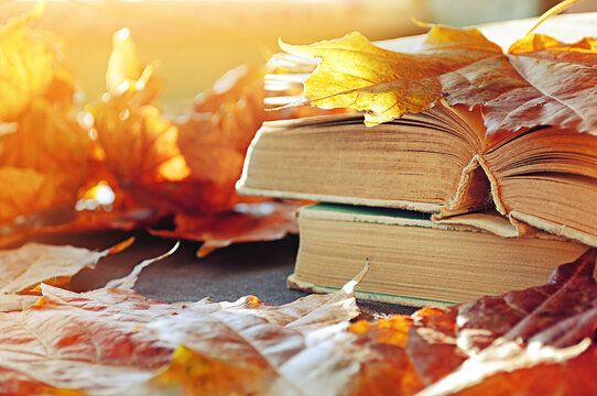 Autumn background -cozy autumn reading scene with vintage hardcover books nestled among orange maple leaves under sunlight. Concept of back to school, study, education, university, college studying