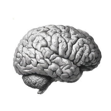 Anatomical model of human brain showing frontal and lateral views isolated on white background with neurology cerebrum neuroscience